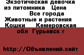 Экзотическая девочка из питомника › Цена ­ 25 000 - Все города Животные и растения » Кошки   . Кемеровская обл.,Гурьевск г.